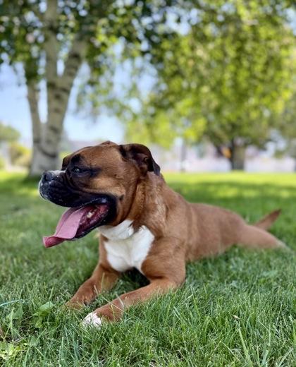 Cleo, an adoptable English Bulldog, Boxer in Hamilton, MT, 59840 | Photo Image 4