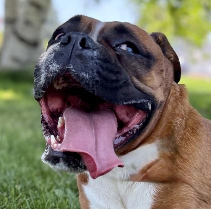Cleo, an adoptable English Bulldog, Boxer in Hamilton, MT, 59840 | Photo Image 1