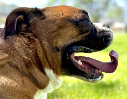 Cleo, an adoptable English Bulldog, Boxer in Hamilton, MT, 59840 | Photo Image 5