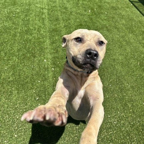 Mikey 8345, an adoptable Mixed Breed in LOXAHATCHEE, FL, 33470 | Photo Image 2
