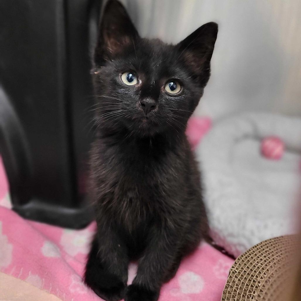 Enlarge Caesar (ON ADOPTION HOLD), a Adoptable Domestic Medium Hair in Nantucket, MA image 1/1