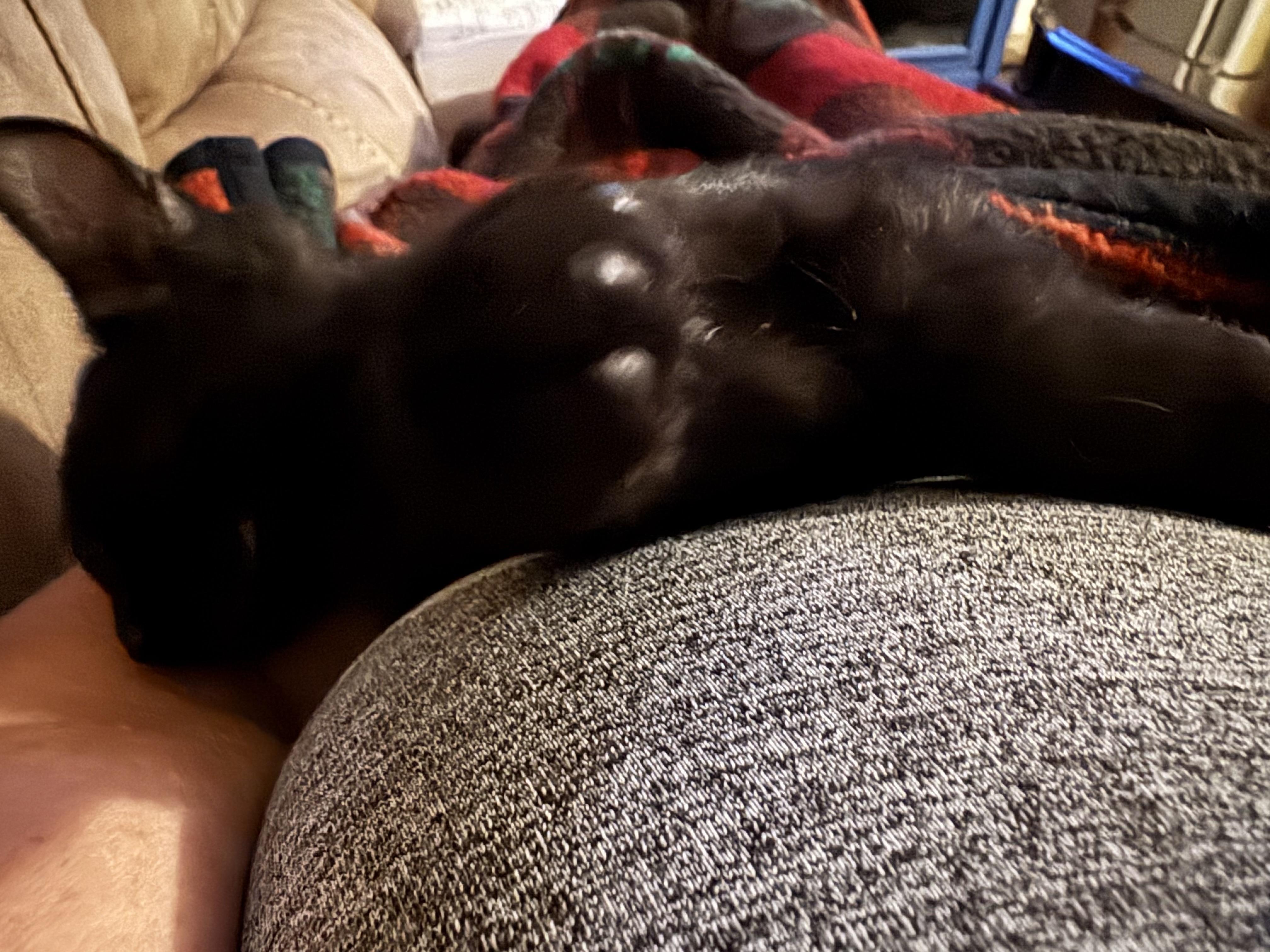 Malakii, Adoptable, Young Male Domestic Short Hair.