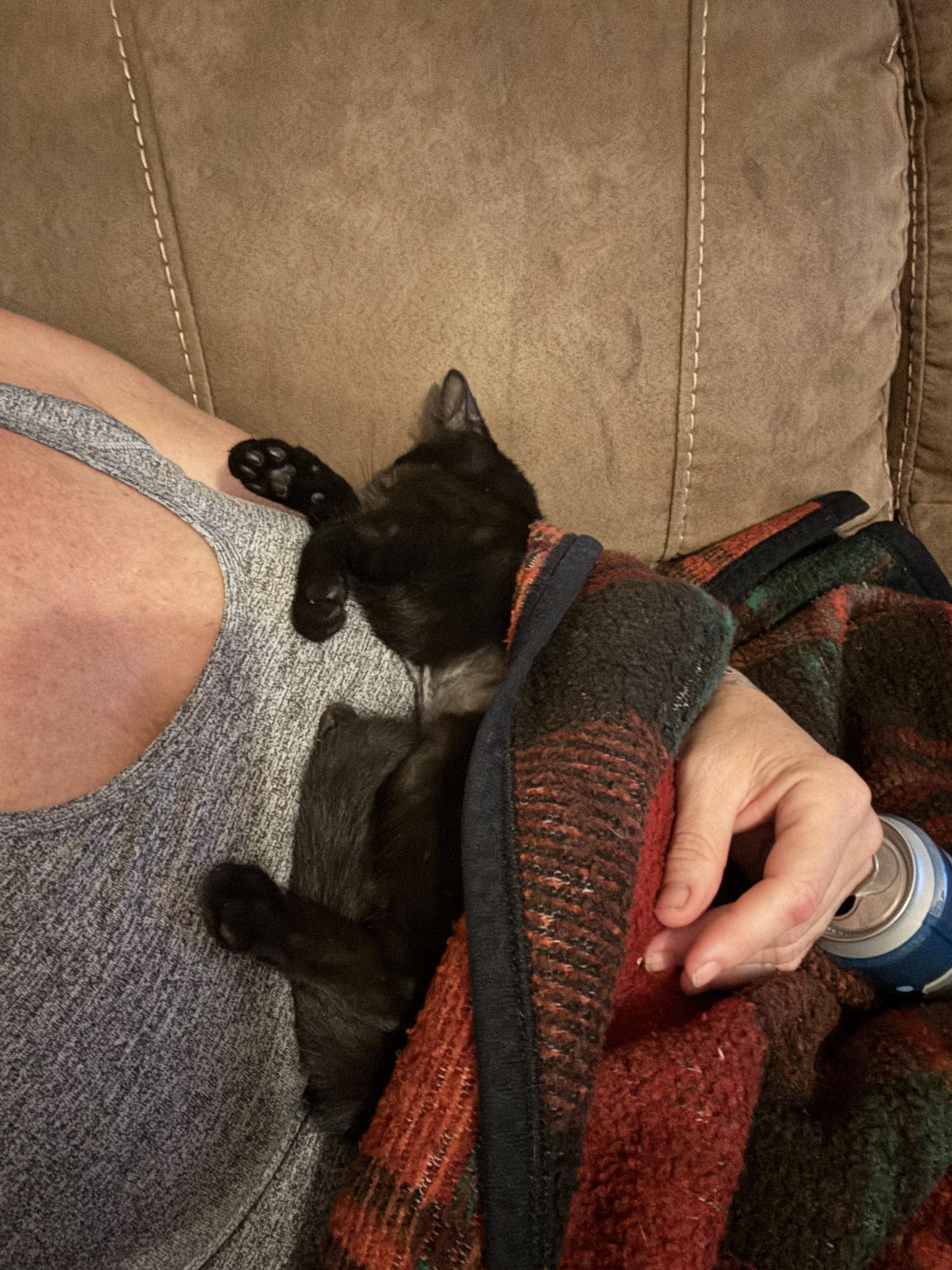 Enlarge Malakii, a Adoptable Domestic Short Hair in CRYSTAL RIVER, FL image 4/6