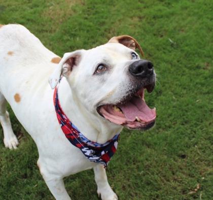 Forrest 31-19, Adoptable, Senior Male American Bulldog & Mixed Breed.