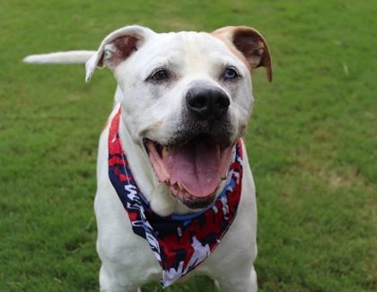 Enlarge Forrest 31-19, a Adoptable mixed breed in Cumming, GA image 3/3