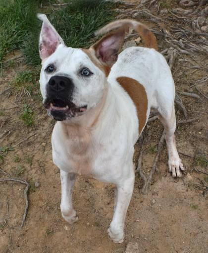 Enlarge Forrest 31-19, a Adoptable mixed breed in Cumming, GA image 3/3