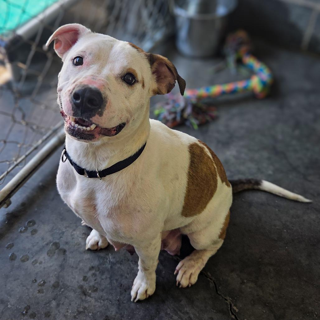 Enlarge Sage (Mama dog), a Adoptable American Staffordshire Terrier in Newport, TN image 2/6
