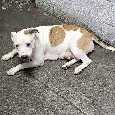 Enlarge Sage (Mama dog), a Adoptable American Staffordshire Terrier in Newport, TN image 3/6