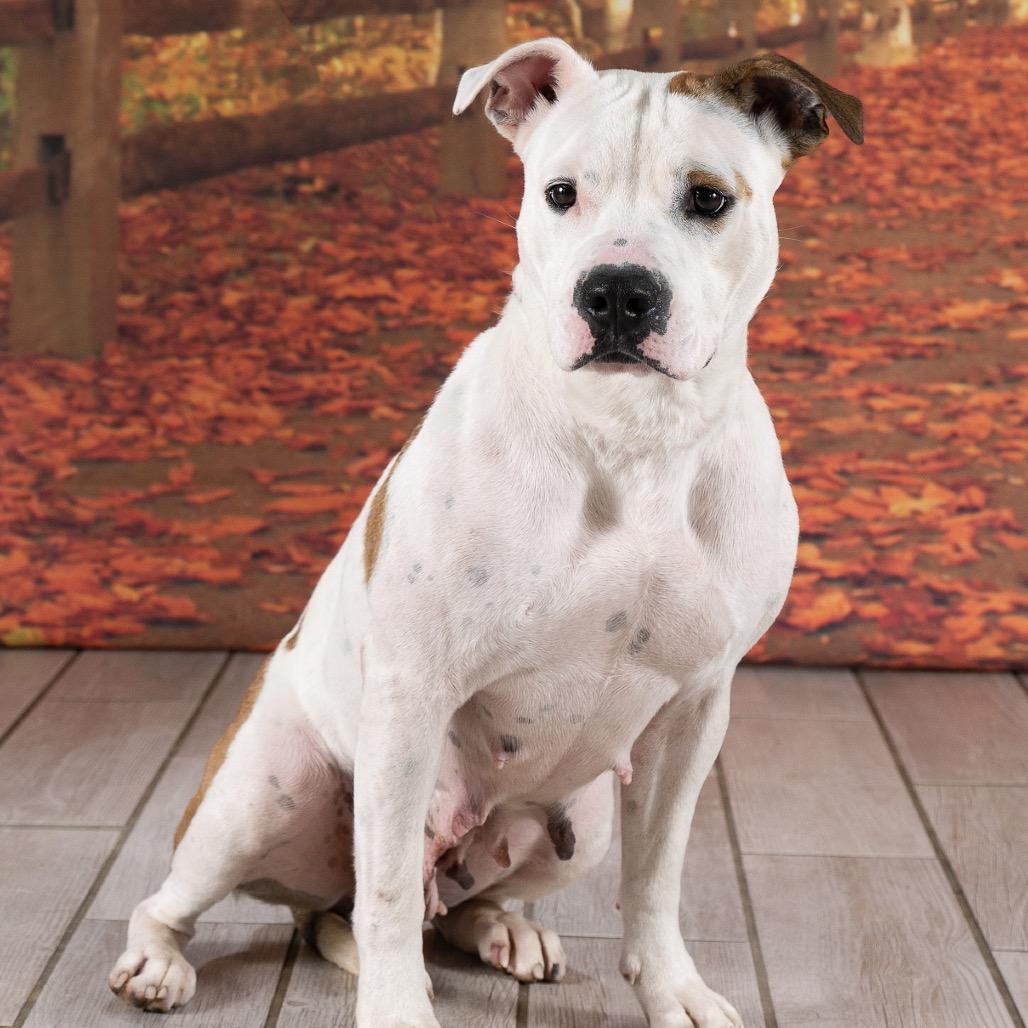 Enlarge Sage (Mama dog), a Adoptable American Staffordshire Terrier in Newport, TN image 4/6