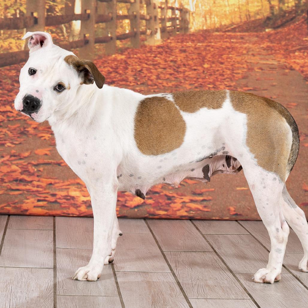 Enlarge Sage (Mama dog), a Adoptable American Staffordshire Terrier in Newport, TN image 5/6