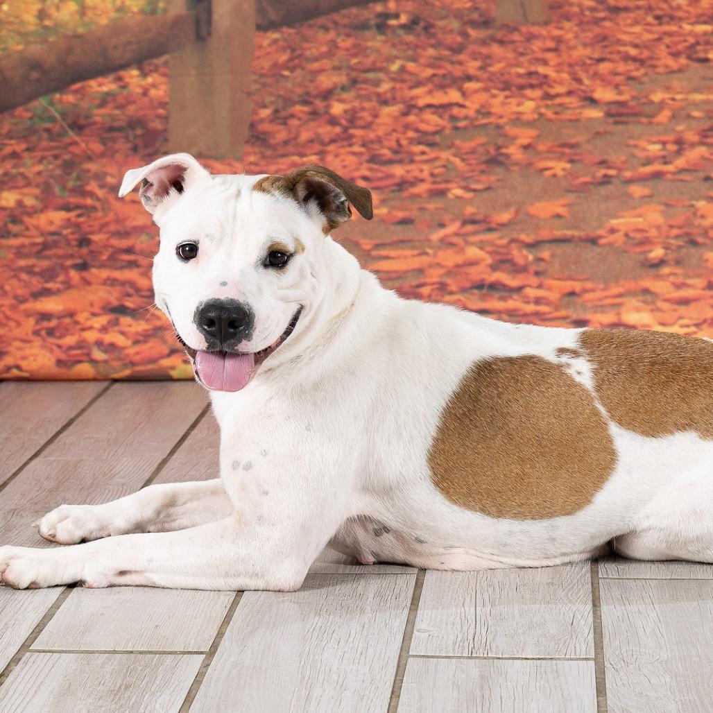 Enlarge Sage (Mama dog), a Adoptable American Staffordshire Terrier in Newport, TN image 6/6