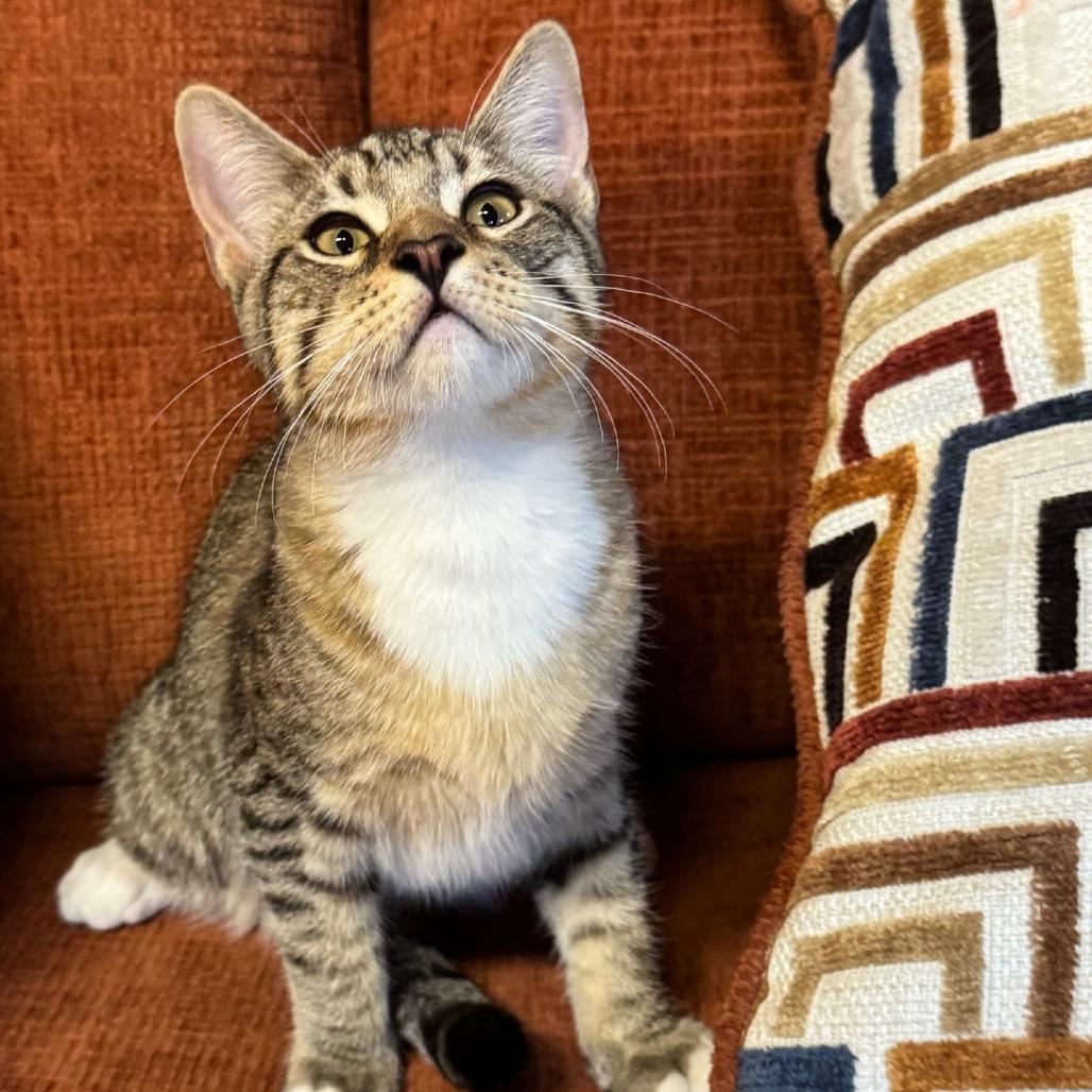 Dagwood, Adoptable, Kitten Female Domestic Short Hair.