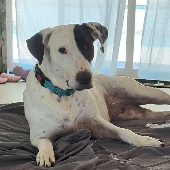 Millie, an adoptable mixed breed in Palm Springs, CA image 1/6