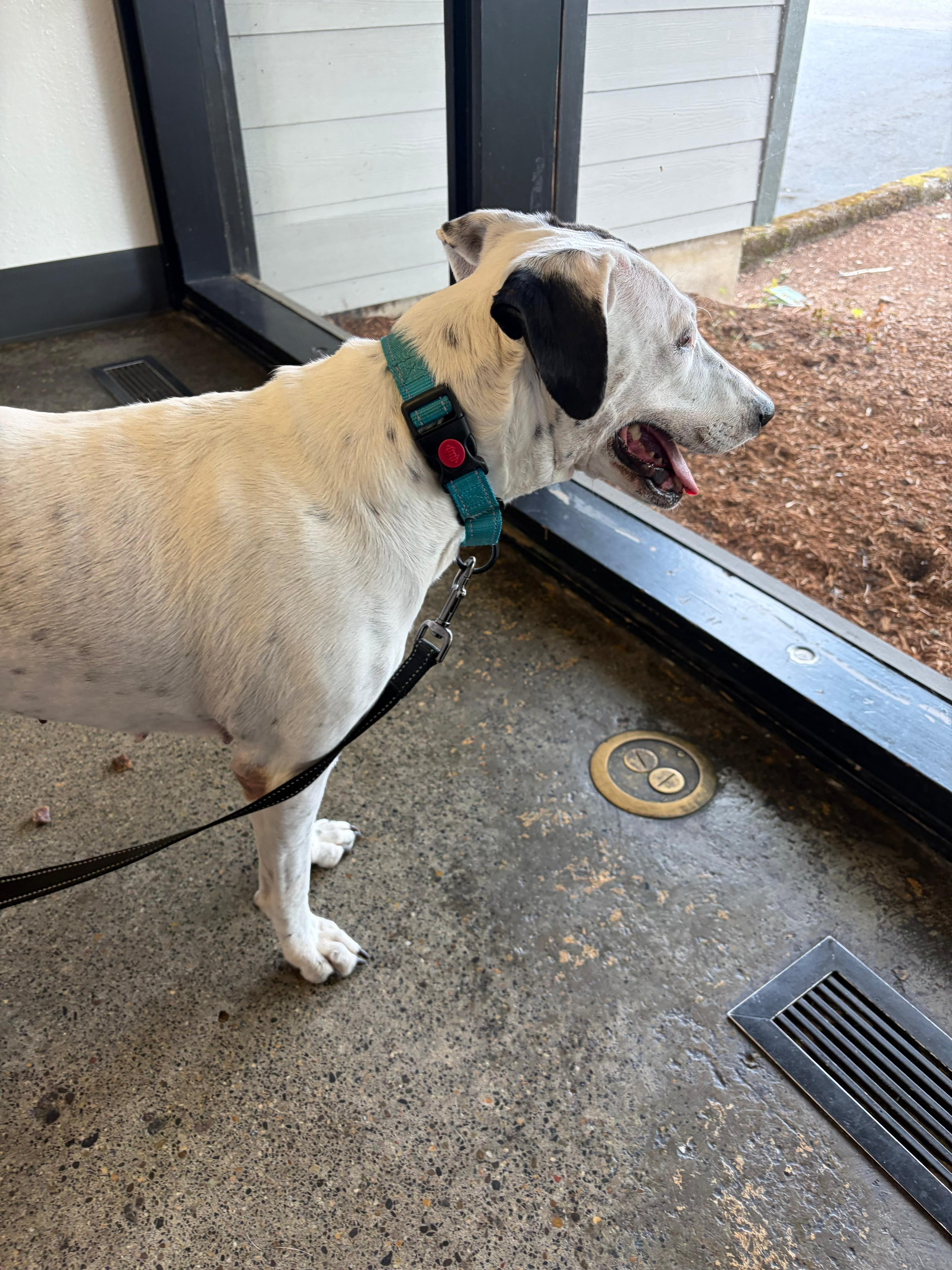 Millie, an adoptable mixed breed in Palm Springs, CA image 6/6