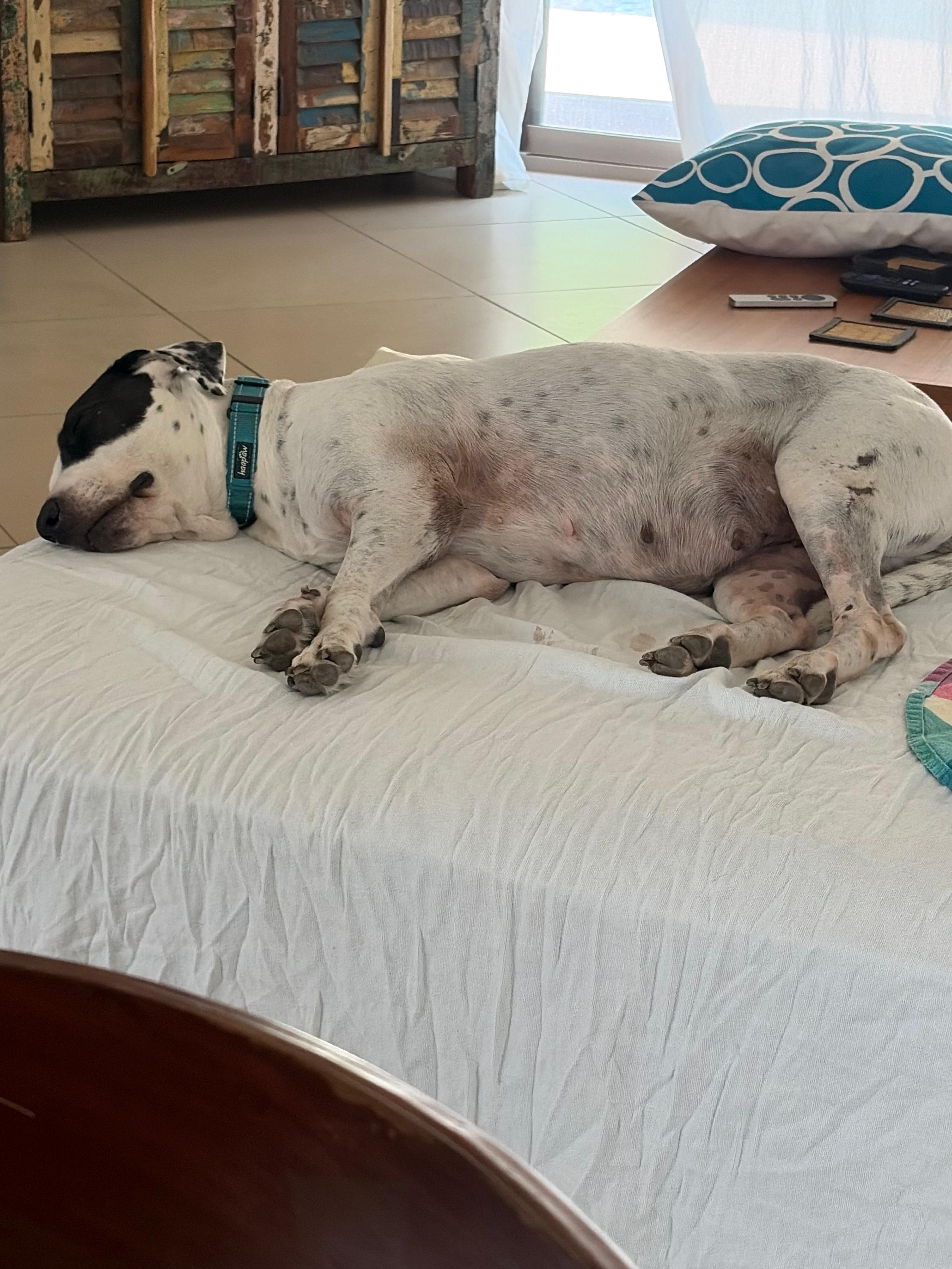 Millie, an adoptable mixed breed in Palm Springs, CA image 4/6