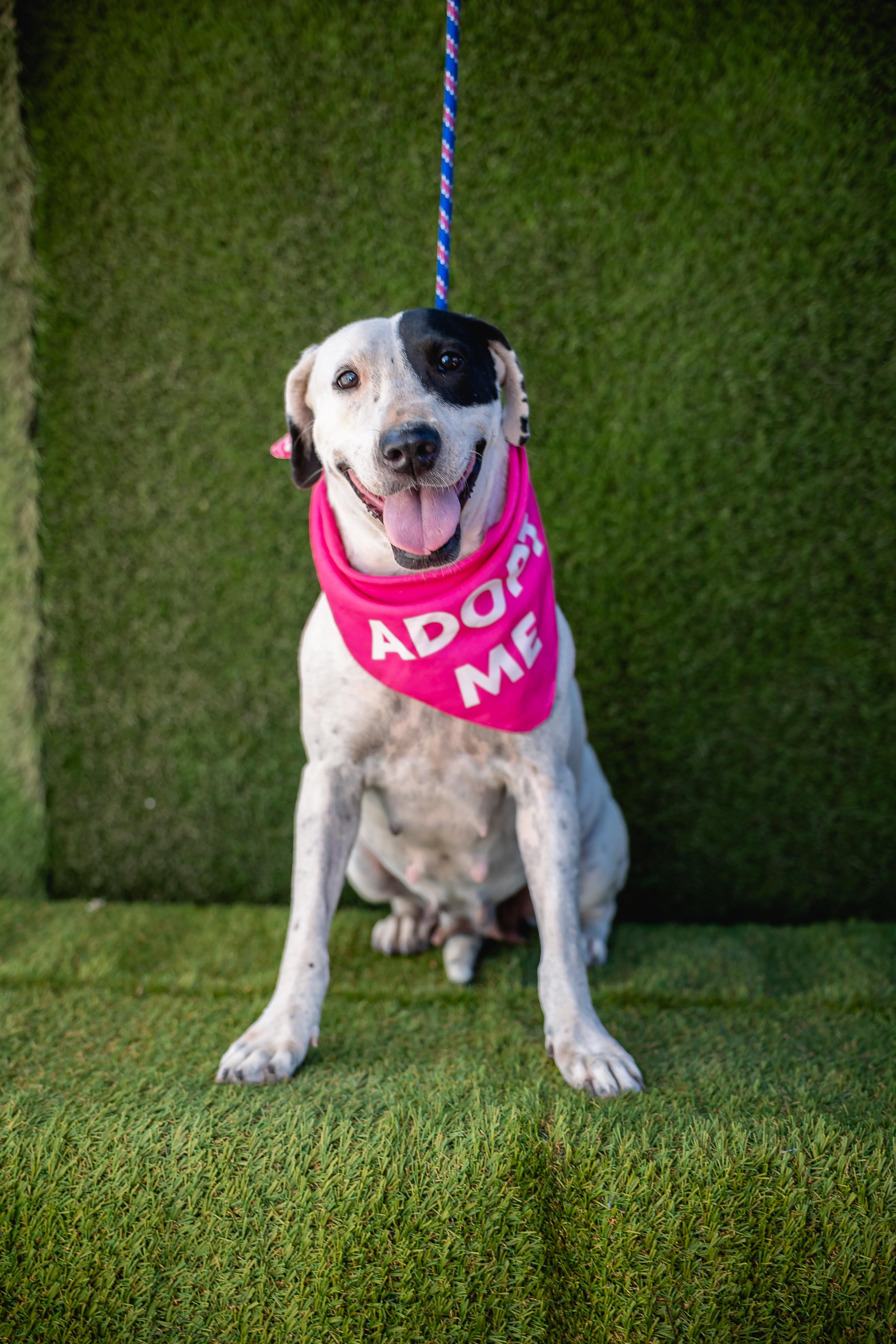 Millie, an adoptable mixed breed in Palm Springs, CA image 2/6