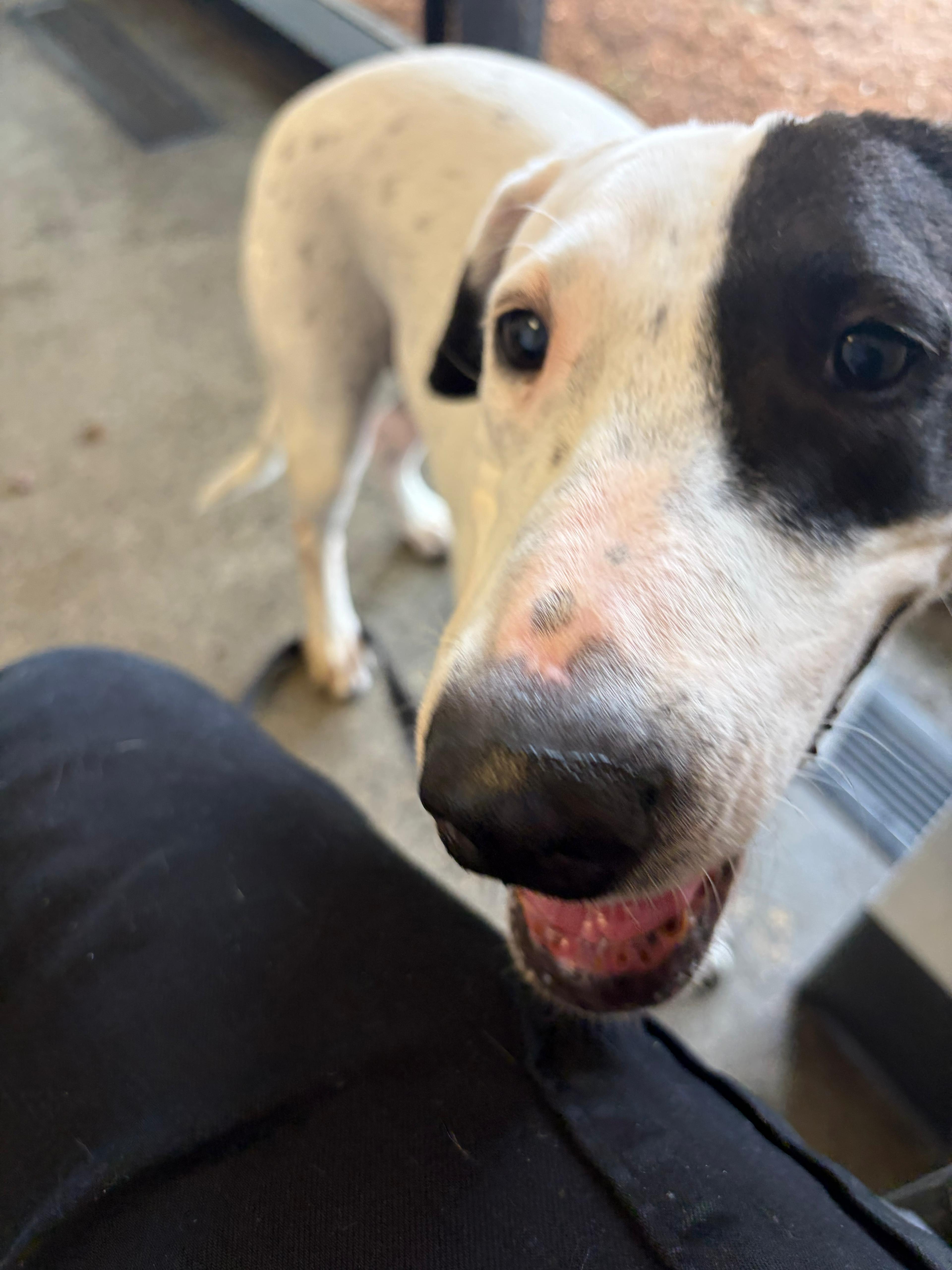 Millie, an adoptable mixed breed in Palm Springs, CA image 3/6
