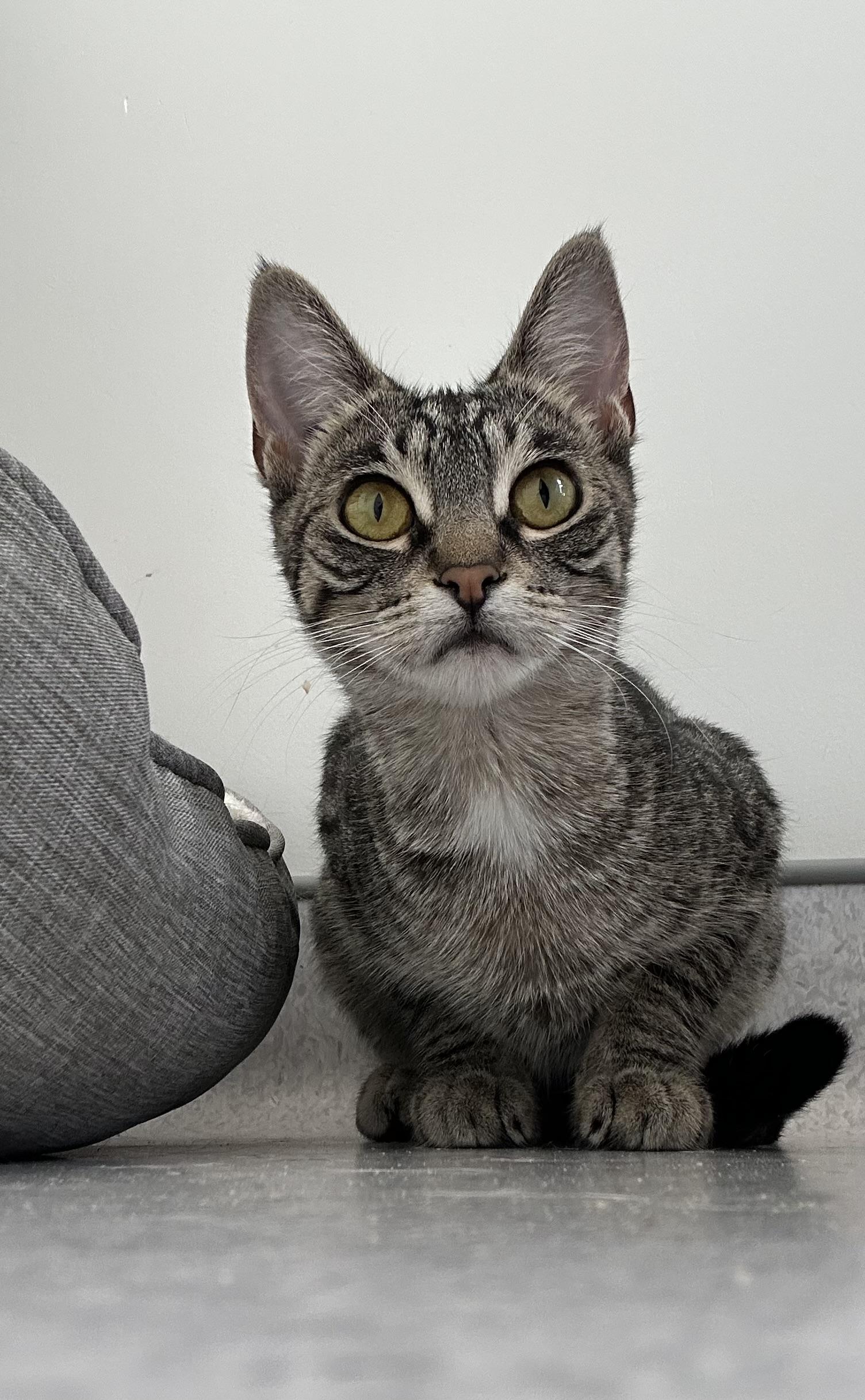 Valkyrie, Adoptable, Young Female Domestic Short Hair.