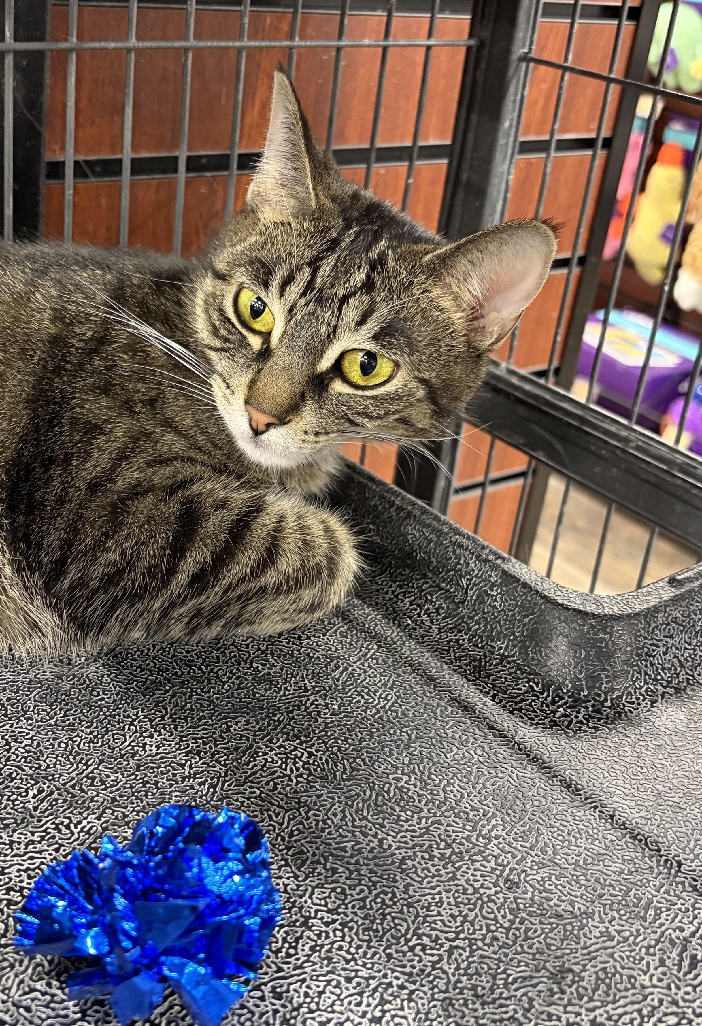 Valkyrie, Adoptable, Young Female Domestic Short Hair.