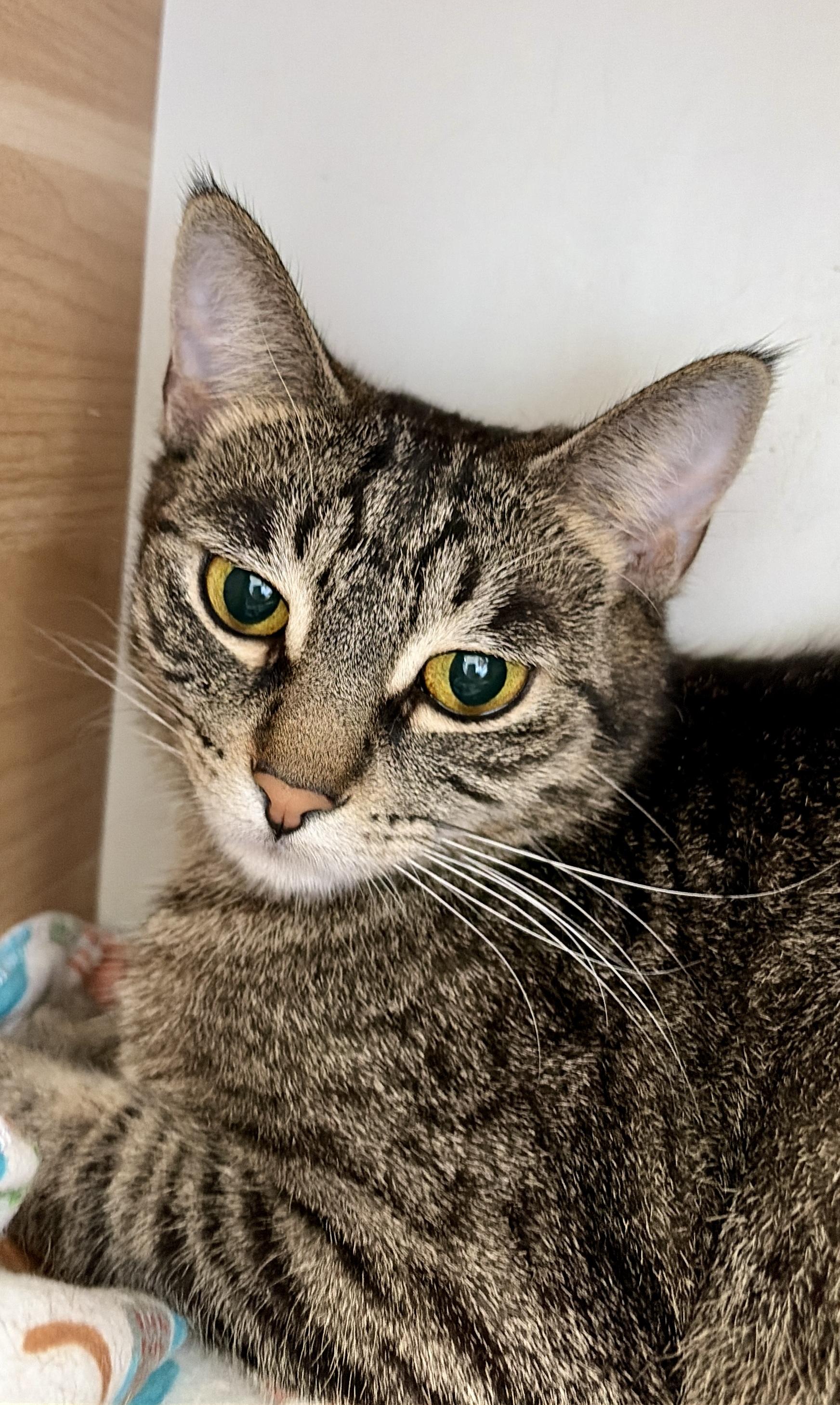 Valkyrie, a Adoptable mixed breed in Steinbach, MB image 2/6