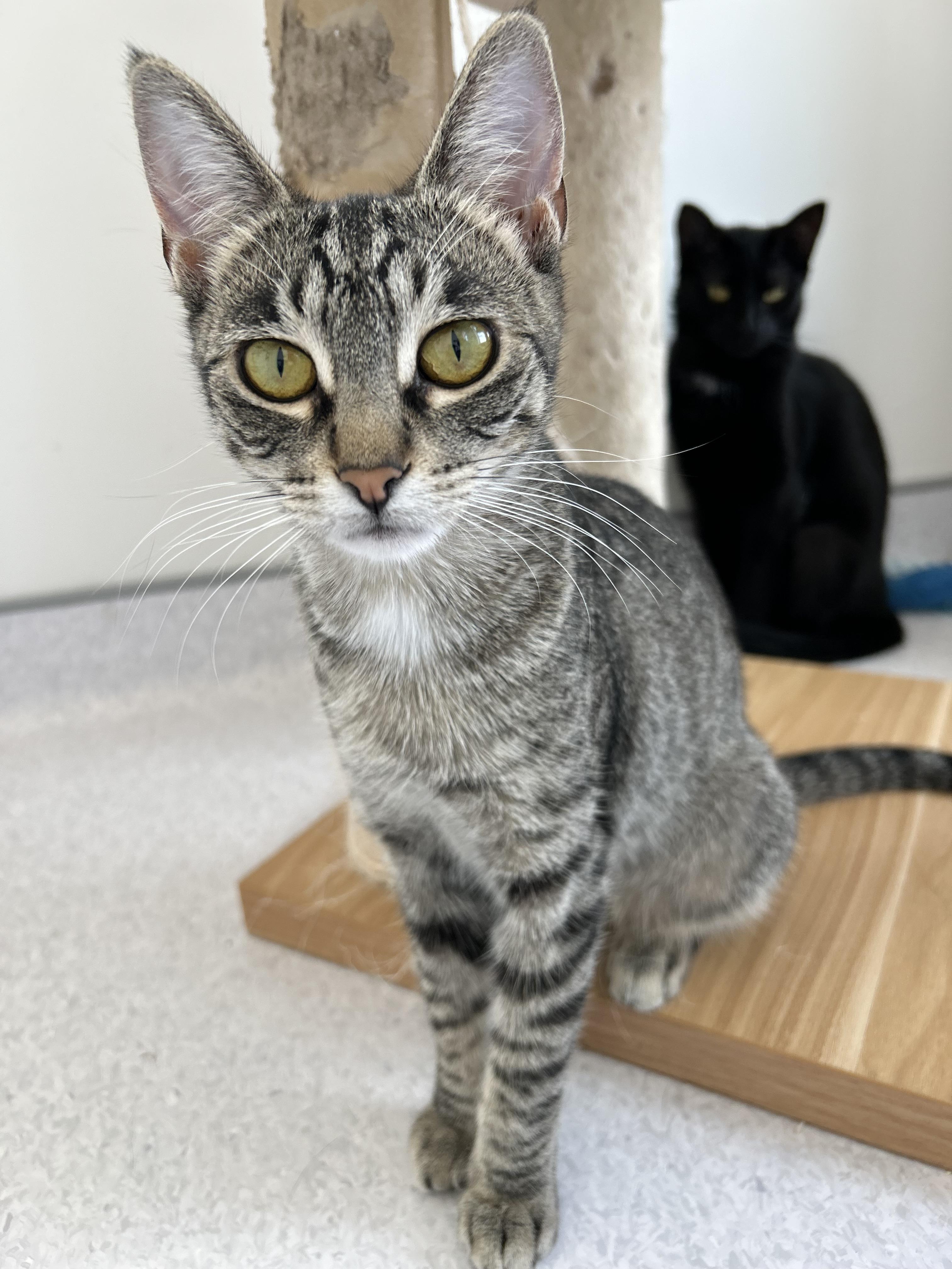 Valkyrie, a Adoptable mixed breed in Steinbach, MB image 1/6