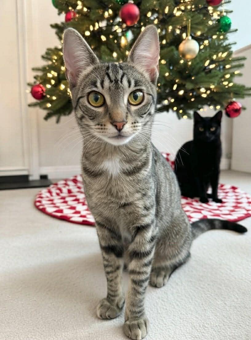 Valkyrie, a Adoptable mixed breed in Steinbach, MB image 2/6