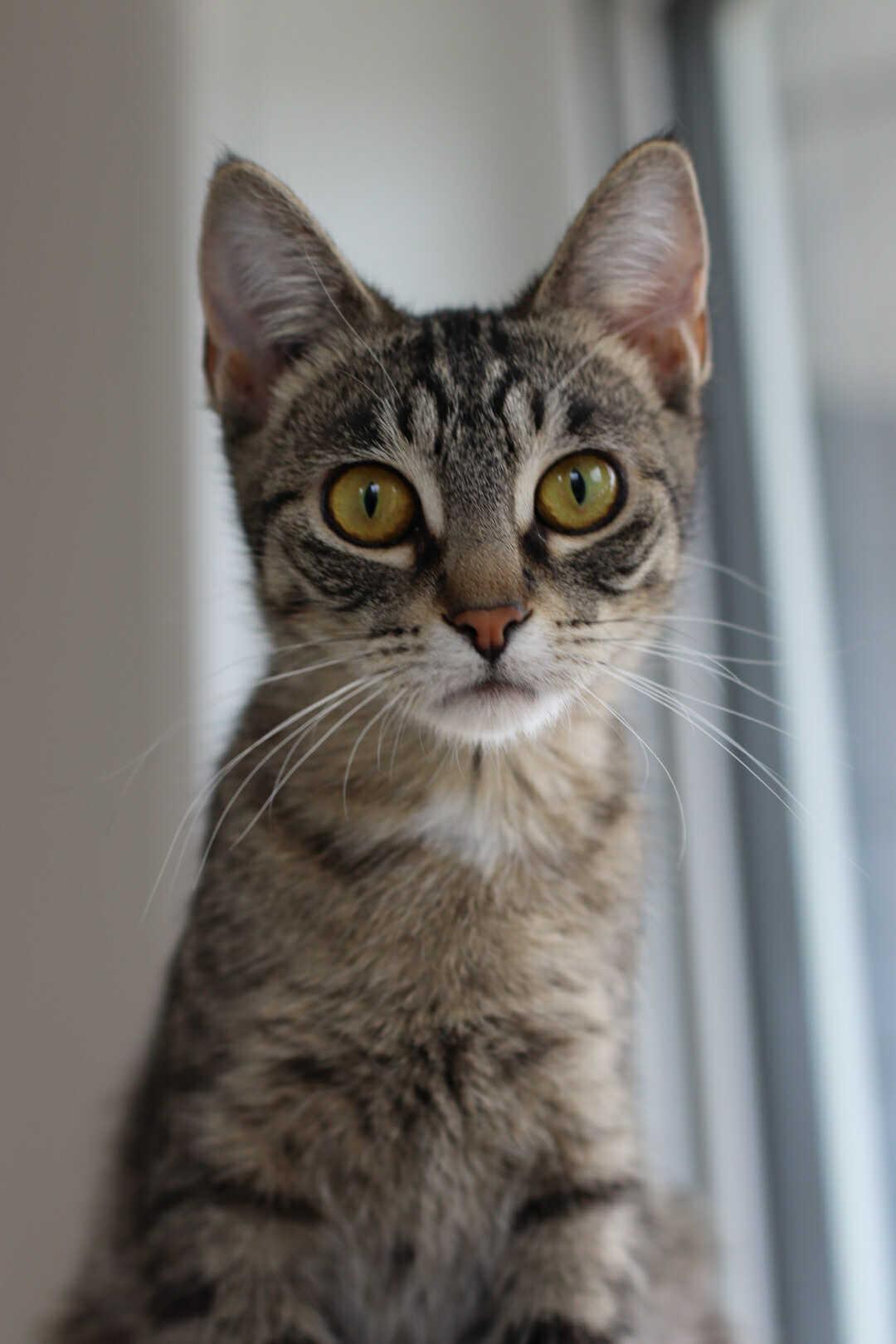 Valkyrie, a Adoptable mixed breed in Steinbach, MB image 3/6