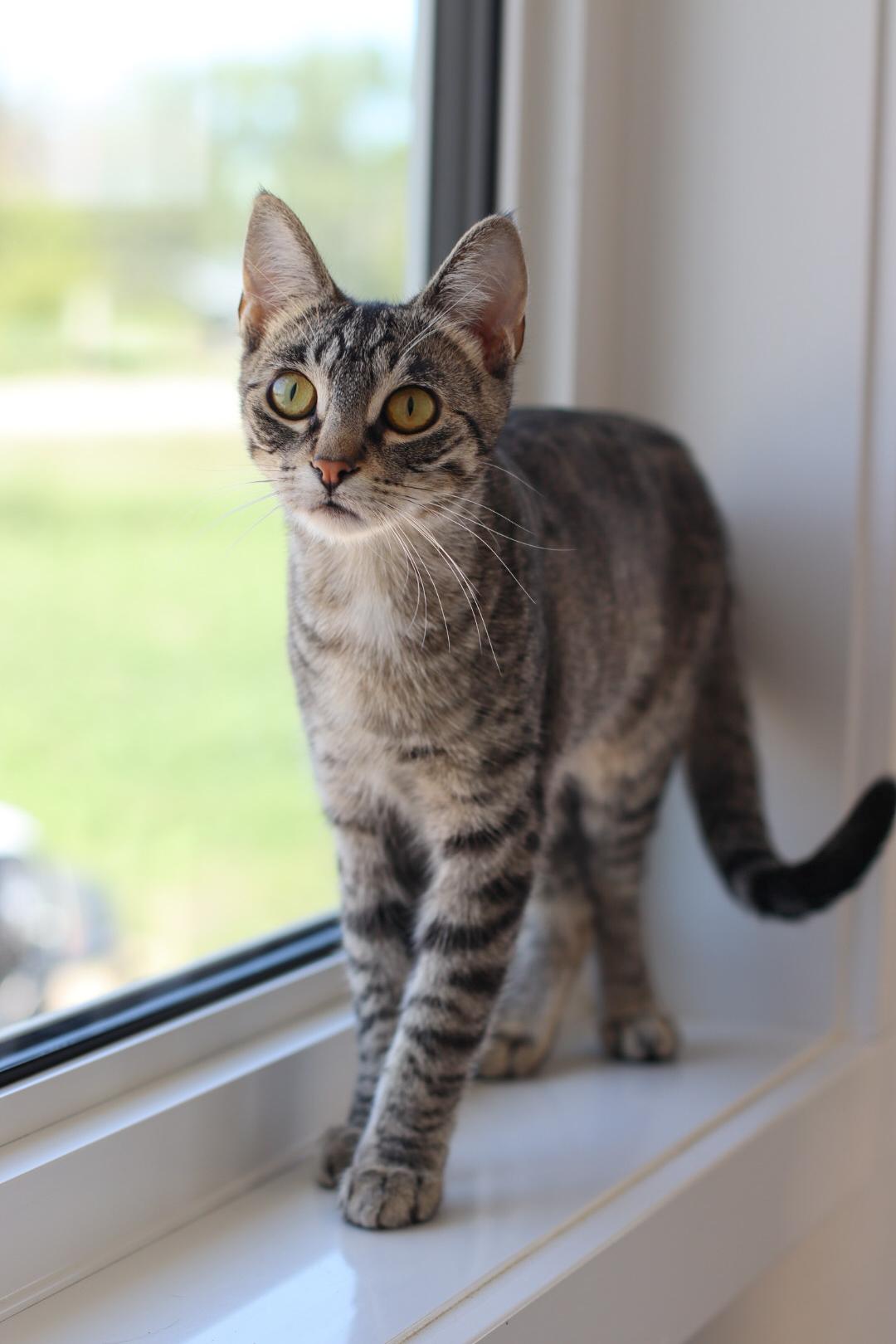 Valkyrie, a Adoptable mixed breed in Steinbach, MB image 6/6