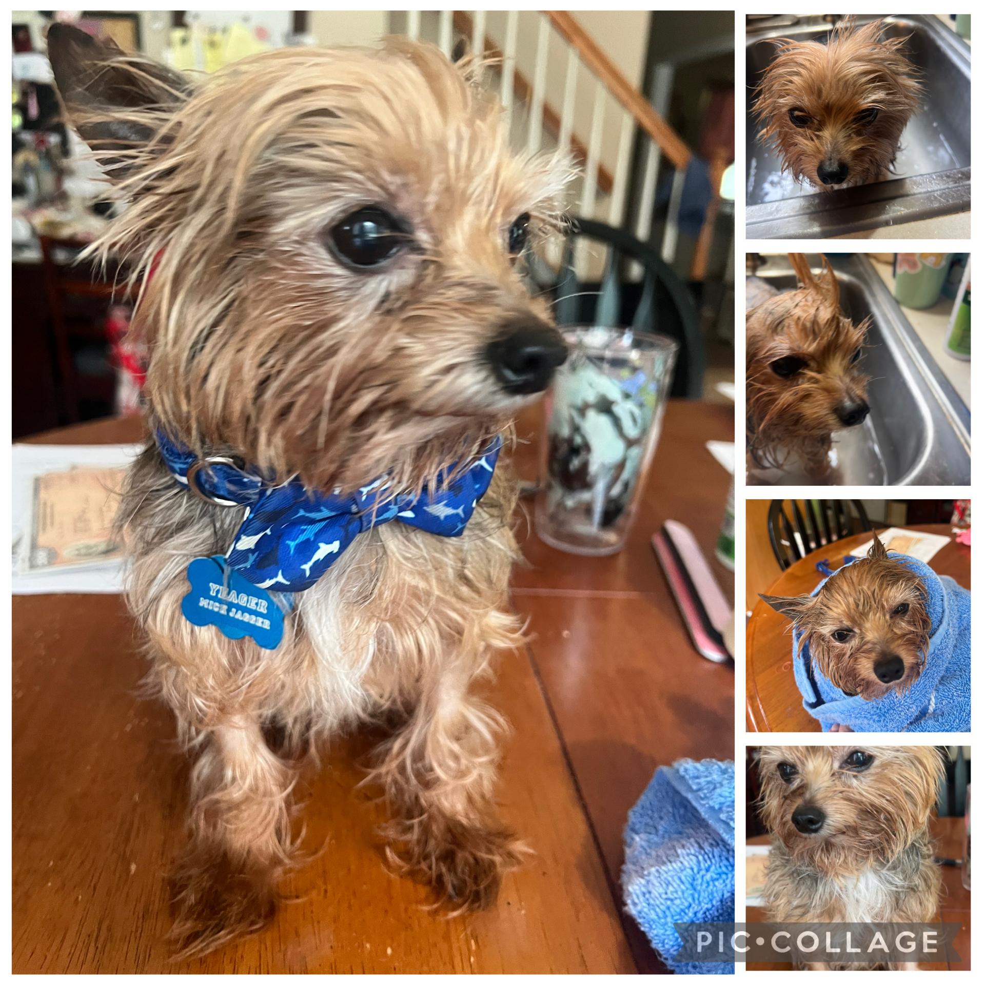 Enlarge Mick Jagger, a Adopted Yorkshire Terrier in Indian Trail, NC image 1/4