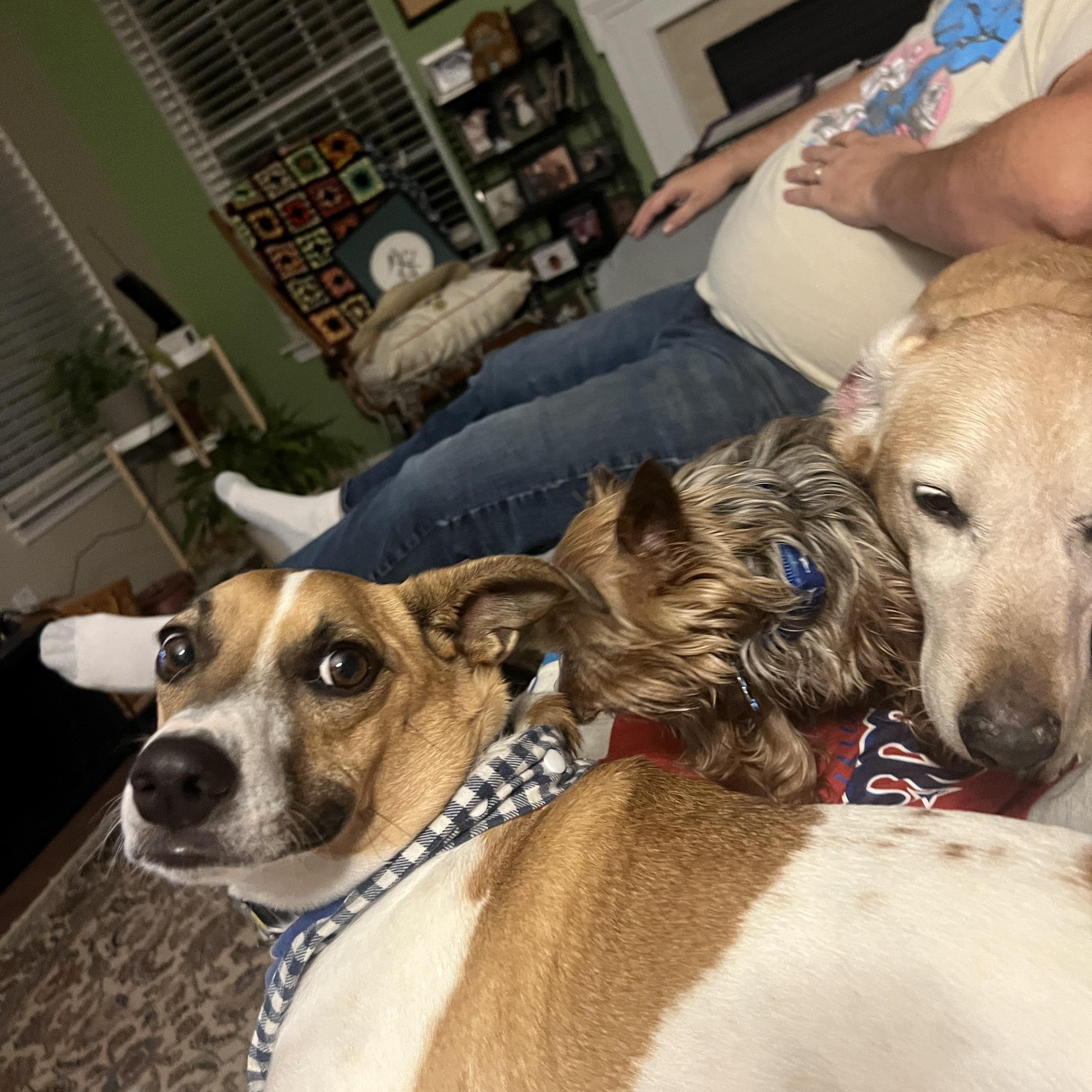 Enlarge Mick Jagger, a Adopted Yorkshire Terrier in Indian Trail, NC image 2/4