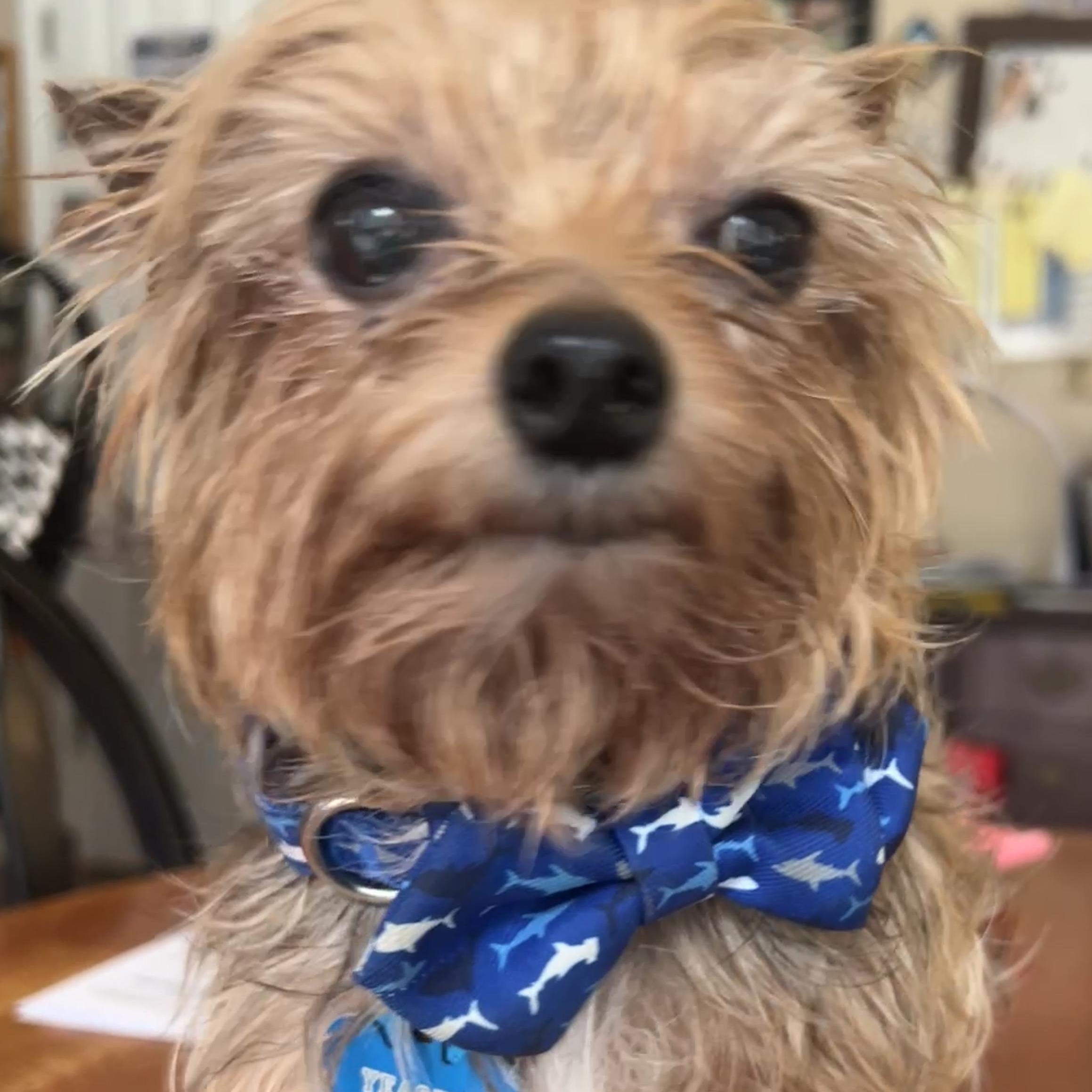 Enlarge Mick Jagger, a Adopted Yorkshire Terrier in Indian Trail, NC image 3/4