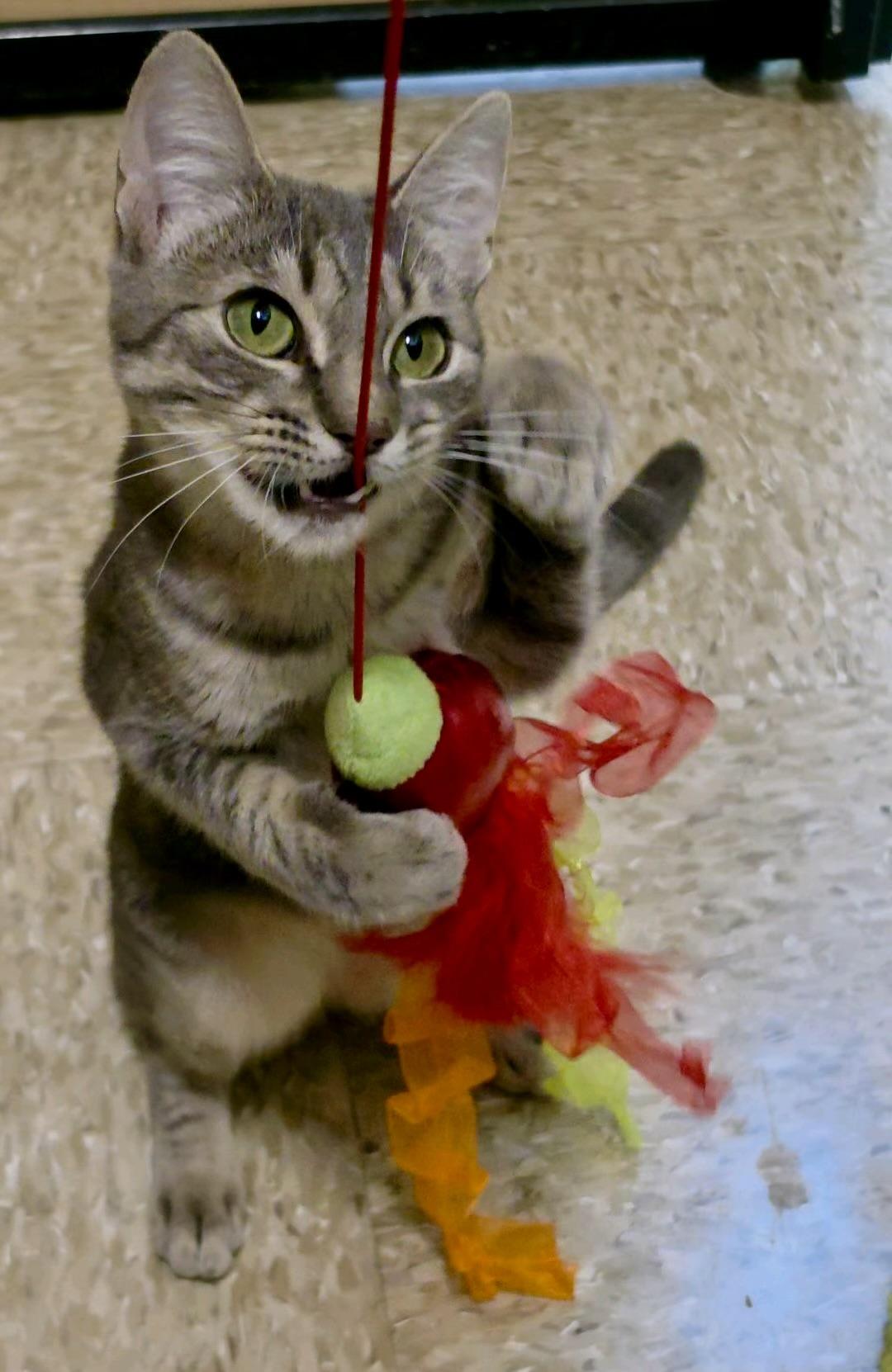Enlarge Henley - playful and sweet, a Adopted Domestic Short Hair in Sunset Valley, TX image 1/6
