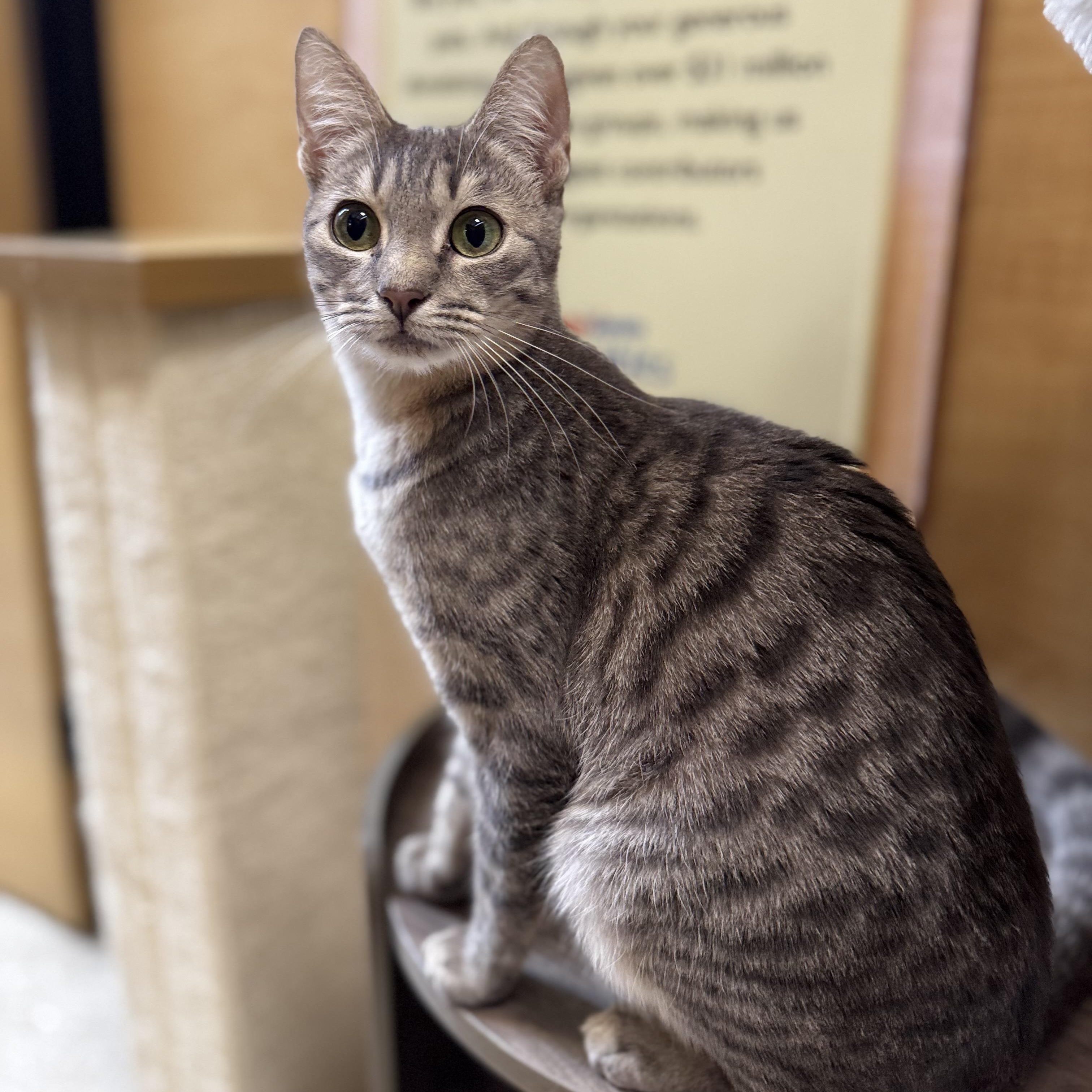 Enlarge Henley - playful and sweet, a Adopted Domestic Short Hair in Sunset Valley, TX image 6/6