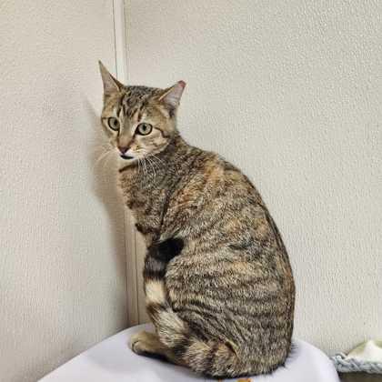 Enlarge Amor, a Adoptable mixed breed in Bryan, TX image 1/1