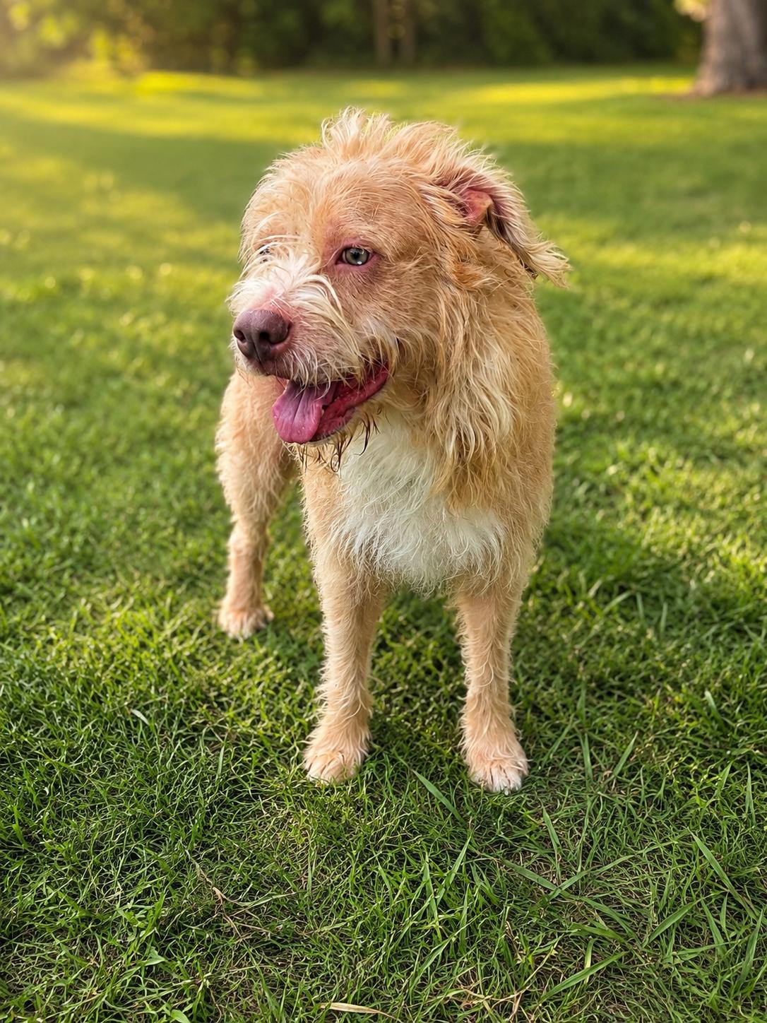 Archabald, an adopted mixed breed in Houston, TX image 4/4