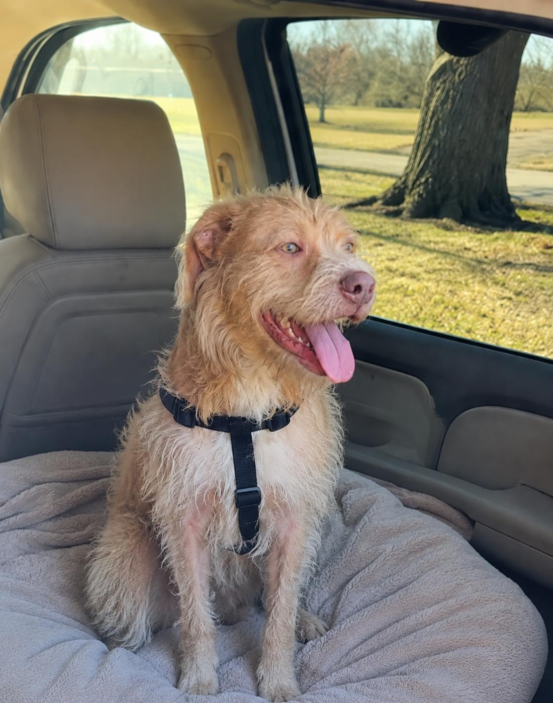Archabald, an adopted mixed breed in Houston, TX image 2/4