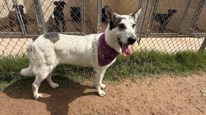 Enlarge Ashley, a Adoptable mixed breed in Balch Springs, TX image 1/3