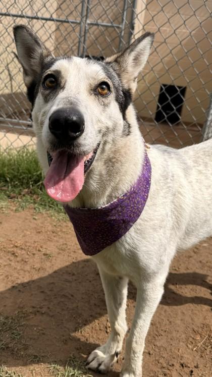 Ashley, a Adoptable mixed breed in Balch Springs, TX image 1/3