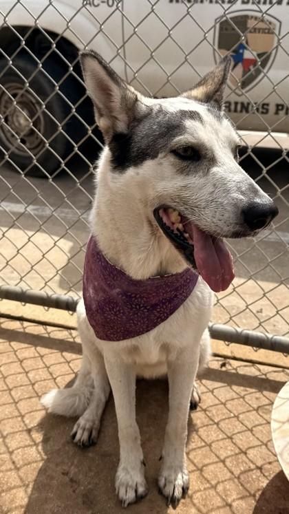 Enlarge Ashley, a Adoptable mixed breed in Balch Springs, TX image 2/3
