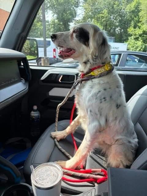 Enlarge Available - Dottie, a Adoptable English Setter in Havertown, PA image 1/6