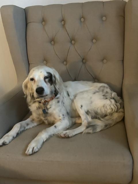 Enlarge Available - Dottie, a Adoptable English Setter in Havertown, PA image 2/6