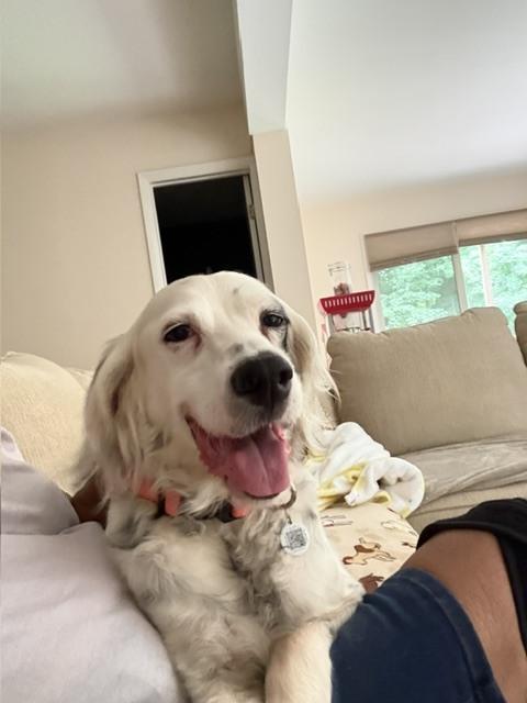 Enlarge Available - Dottie, a Adoptable English Setter in Havertown, PA image 3/6