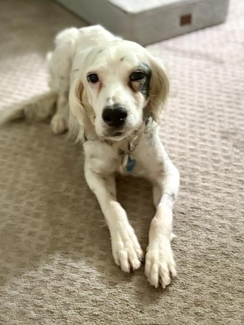 Enlarge Available - Dottie, a Adoptable English Setter in Havertown, PA image 4/6