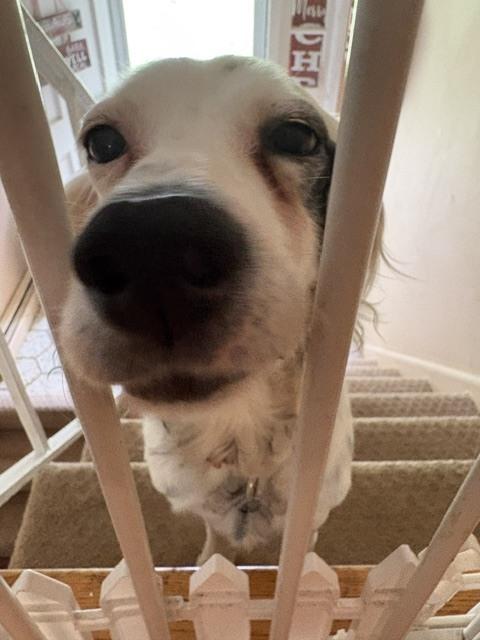 Enlarge Available - Dottie, a Adoptable English Setter in Havertown, PA image 6/6