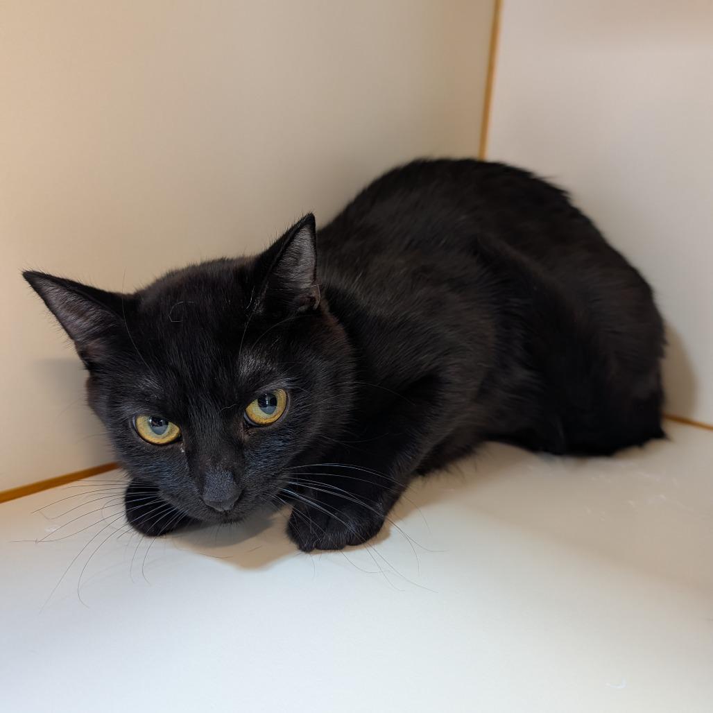 Midnight, Adoptable, Young Female Domestic Short Hair.