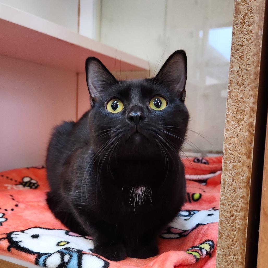 Enlarge Midnight, a Adoptable Domestic Short Hair in Delaware, OH image 2/6