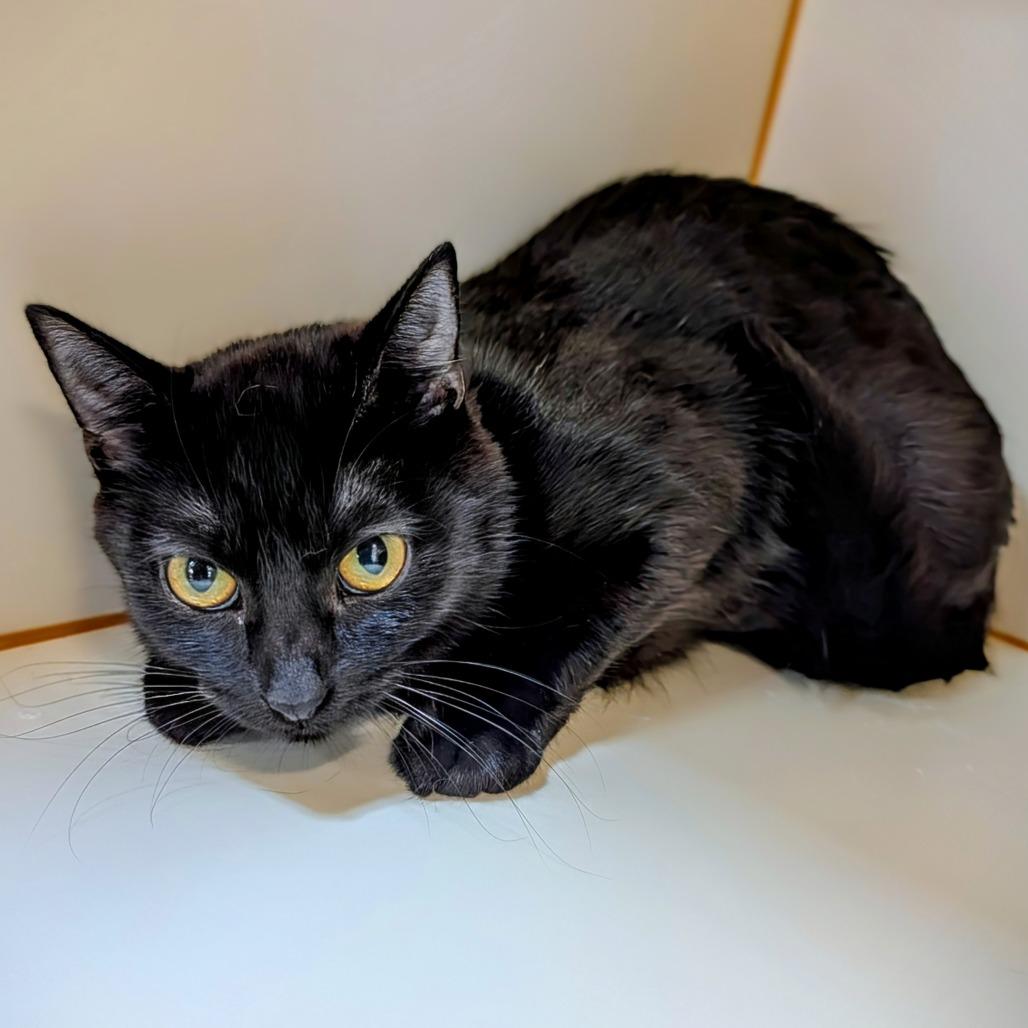 Enlarge Midnight, a Adoptable Domestic Short Hair in Delaware, OH image 3/6
