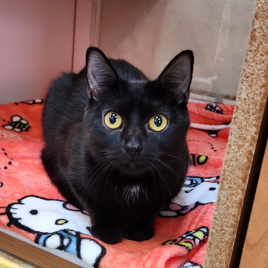 Enlarge Midnight, a Adoptable Domestic Short Hair in Delaware, OH image 5/6
