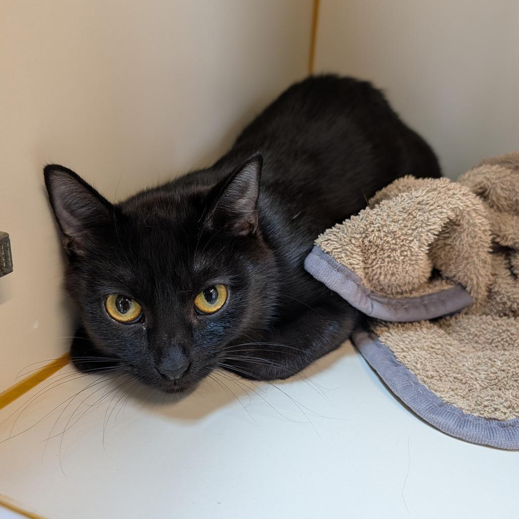 Enlarge Midnight, a Adoptable Domestic Short Hair in Delaware, OH image 6/6