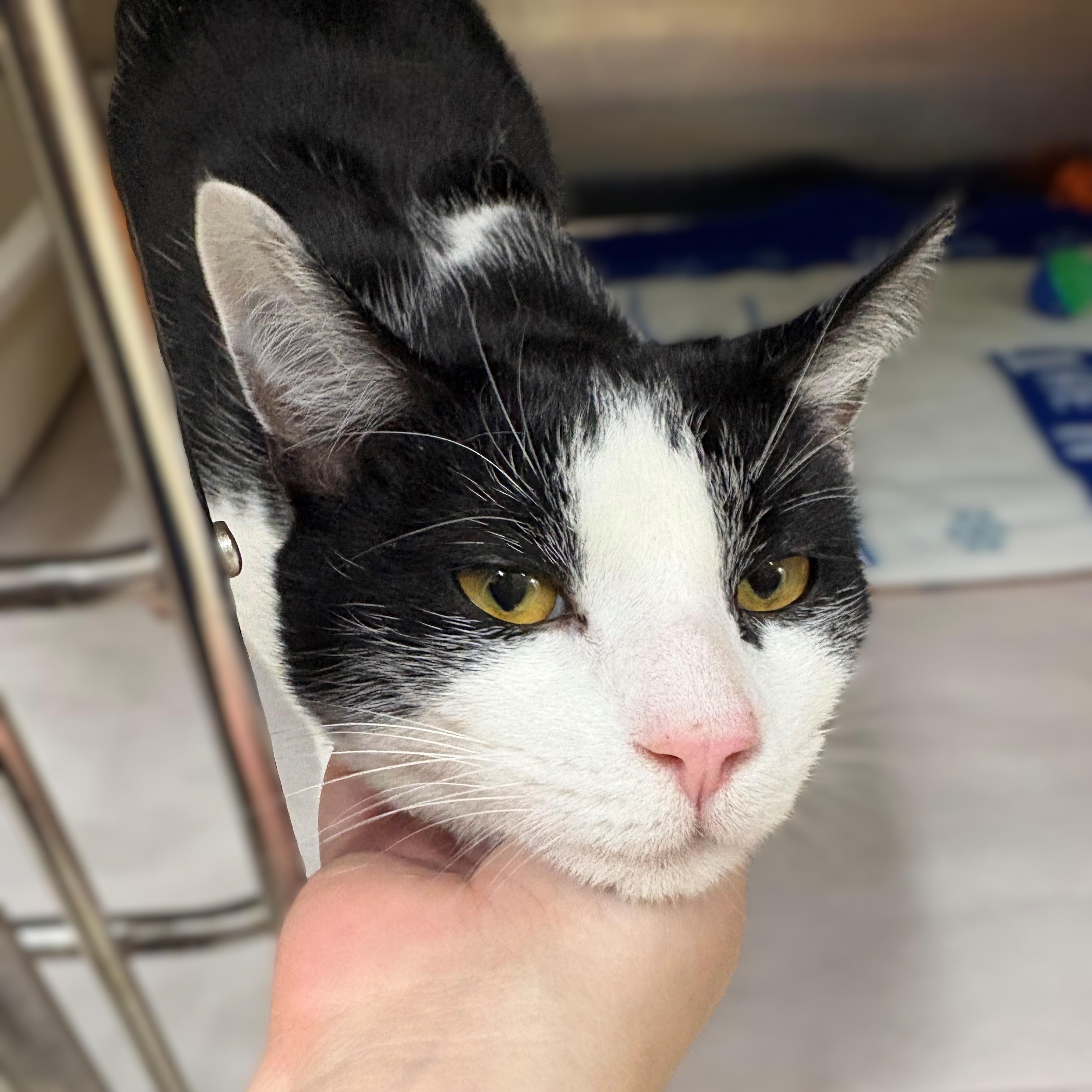 Enlarge Bandit- #50352, a ADOPTABLE Domestic Short Hair in Columbia, MD image 2/3